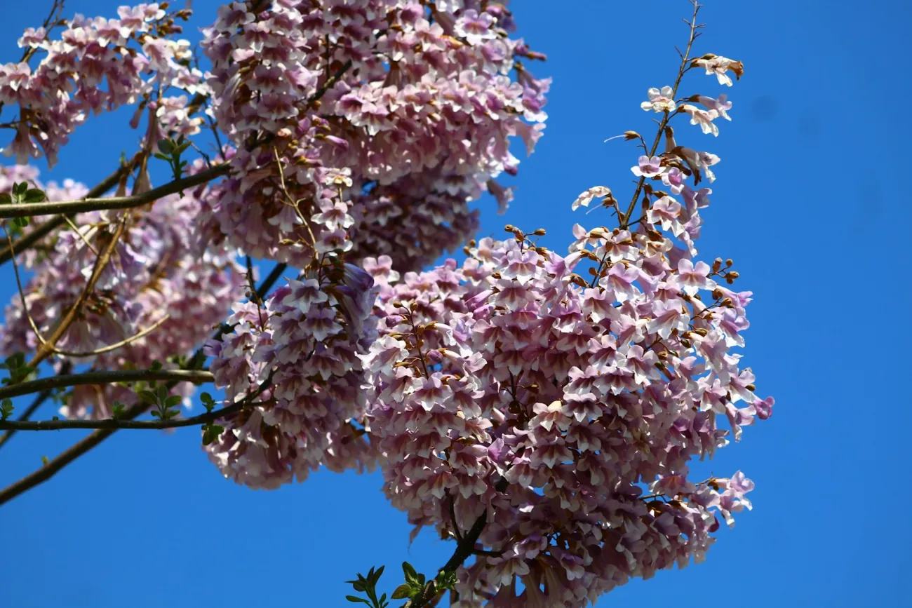 Pale violet Empress Splendor blossoms against a clear blue sky
