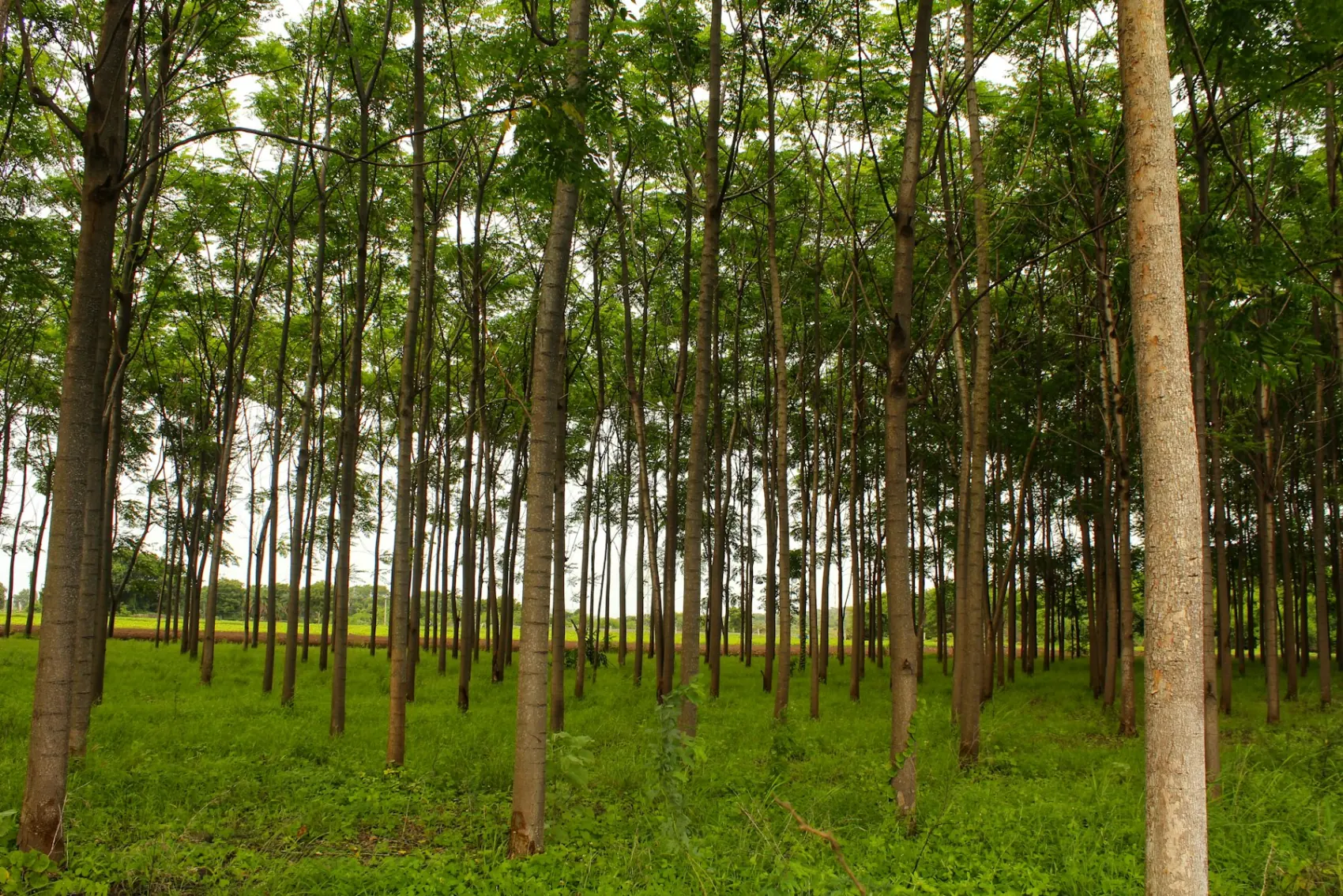 Rows of young hardwood trees planted in even lines across a green field