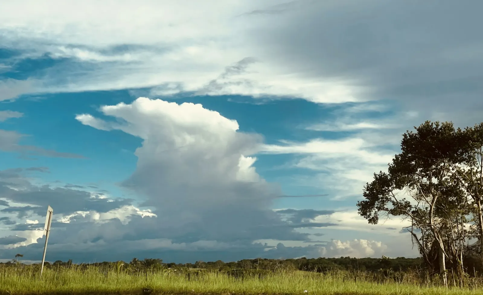 Open savannah and tree line under a tall cloudscape in Guyana