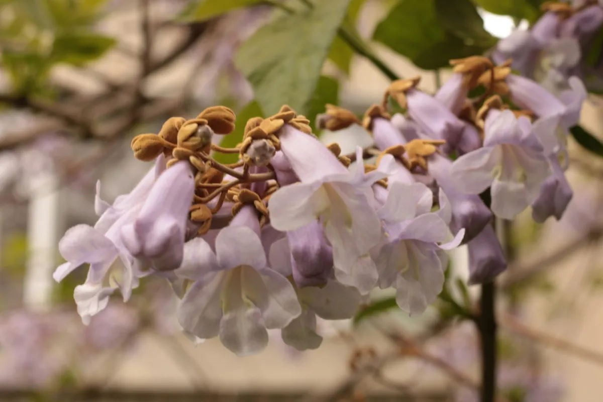 Close-up of Empress Splendor flowers and buds on the branch