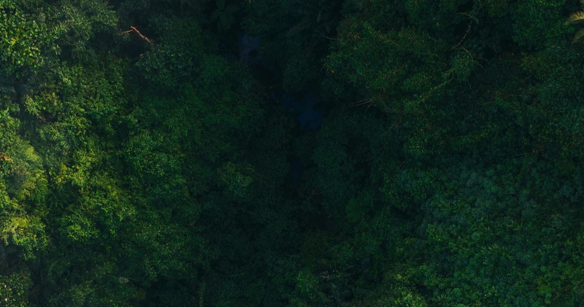 Aerial view of dense tropical forest canopy